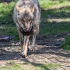 Wolf ( Canis lupus)