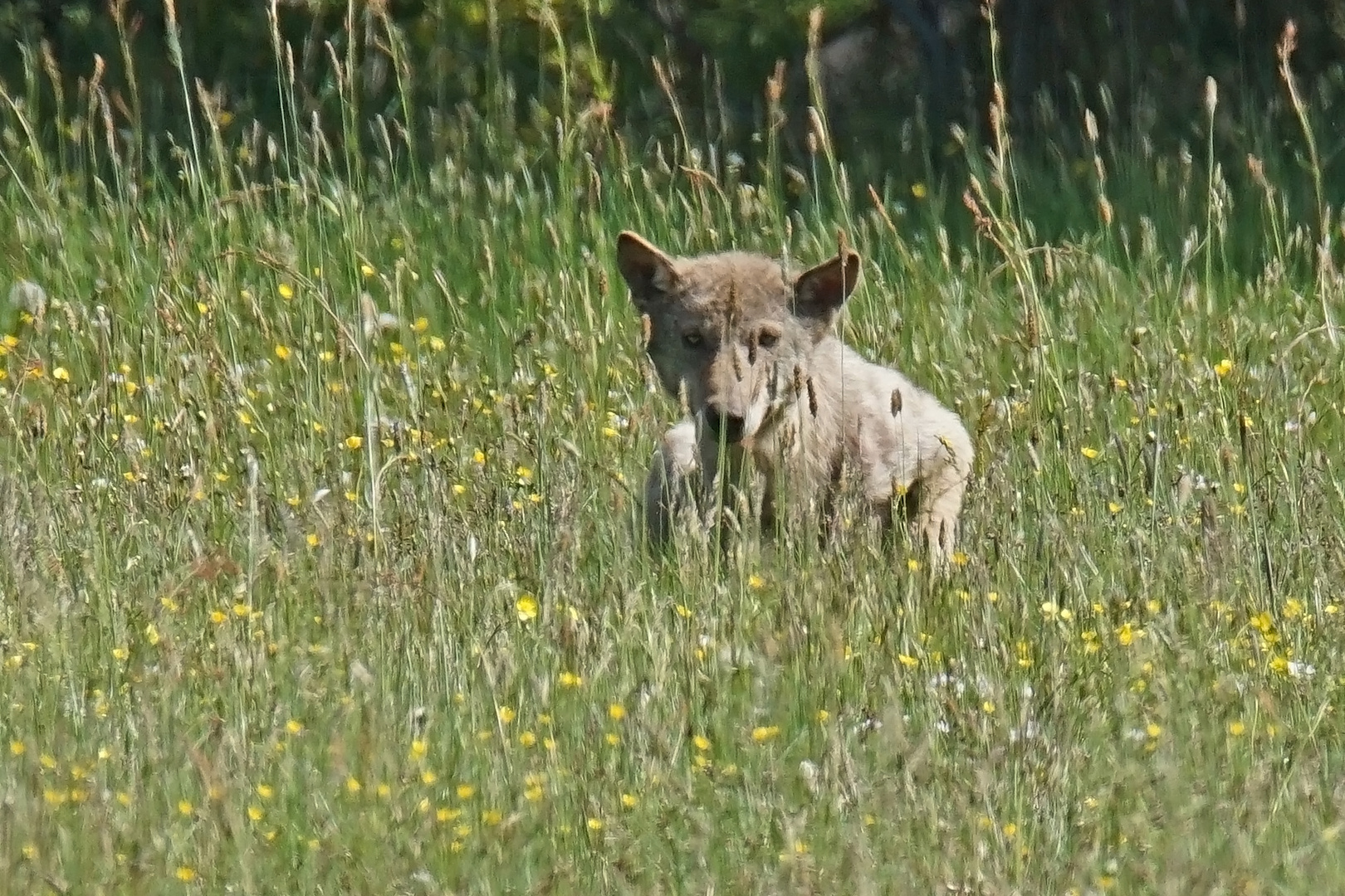 Wolf (Canis lupus)