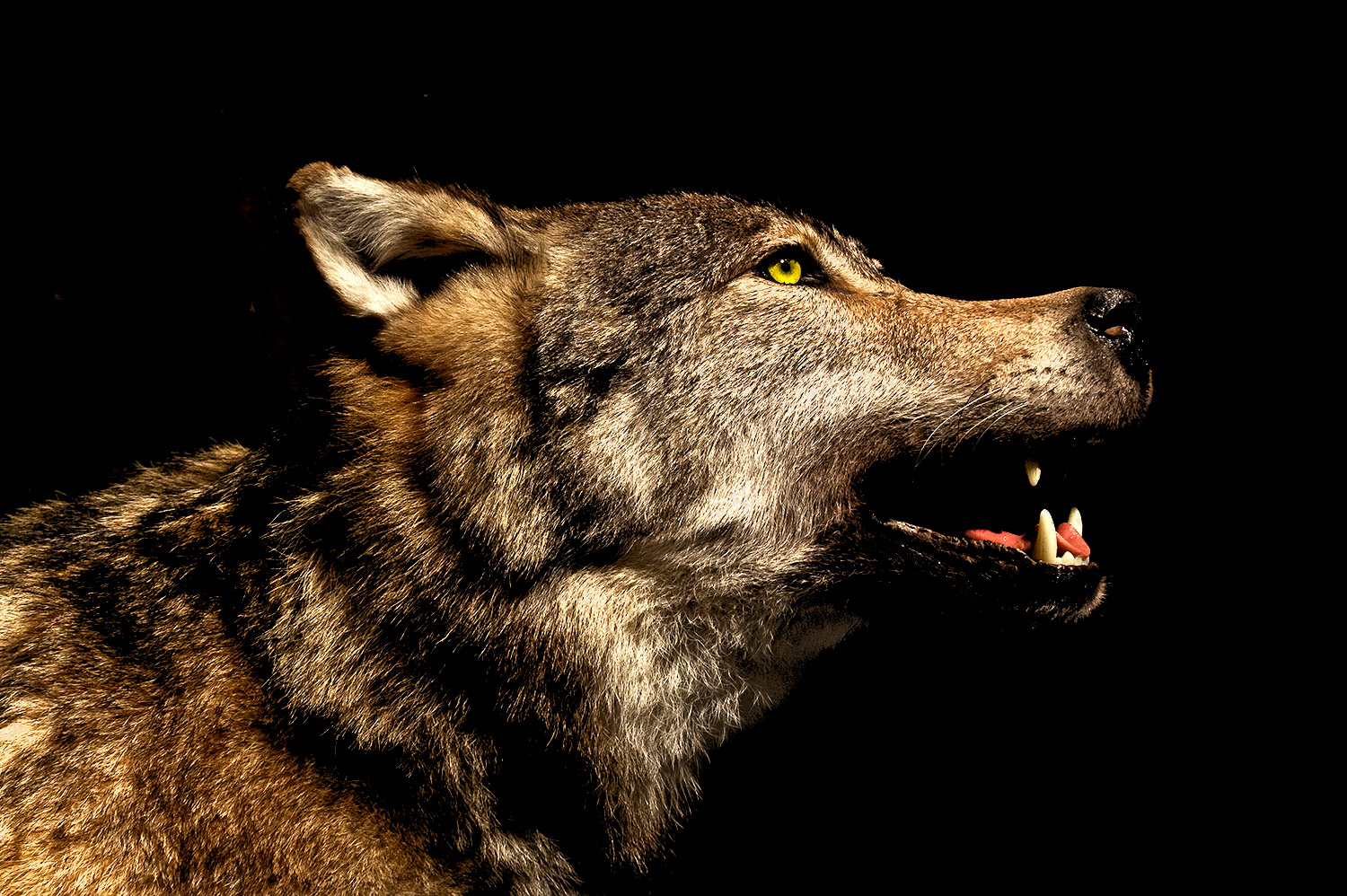 Wolf (Canis Lupus)