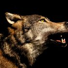 Wolf (Canis Lupus)