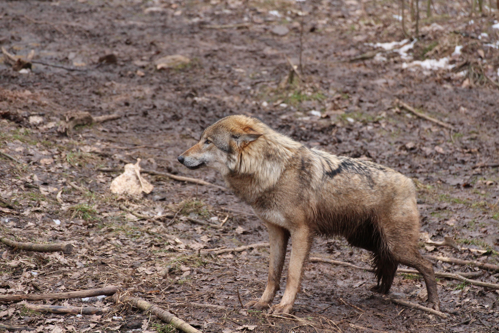 Wolf (Canis lupus)