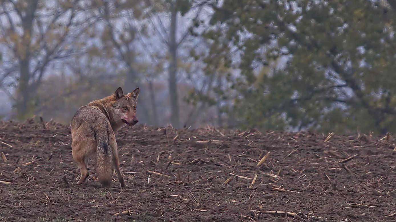 * Wolf  (Canis lupus) *