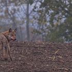 * Wolf  (Canis lupus) *