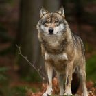 Wolf - Canis lupus