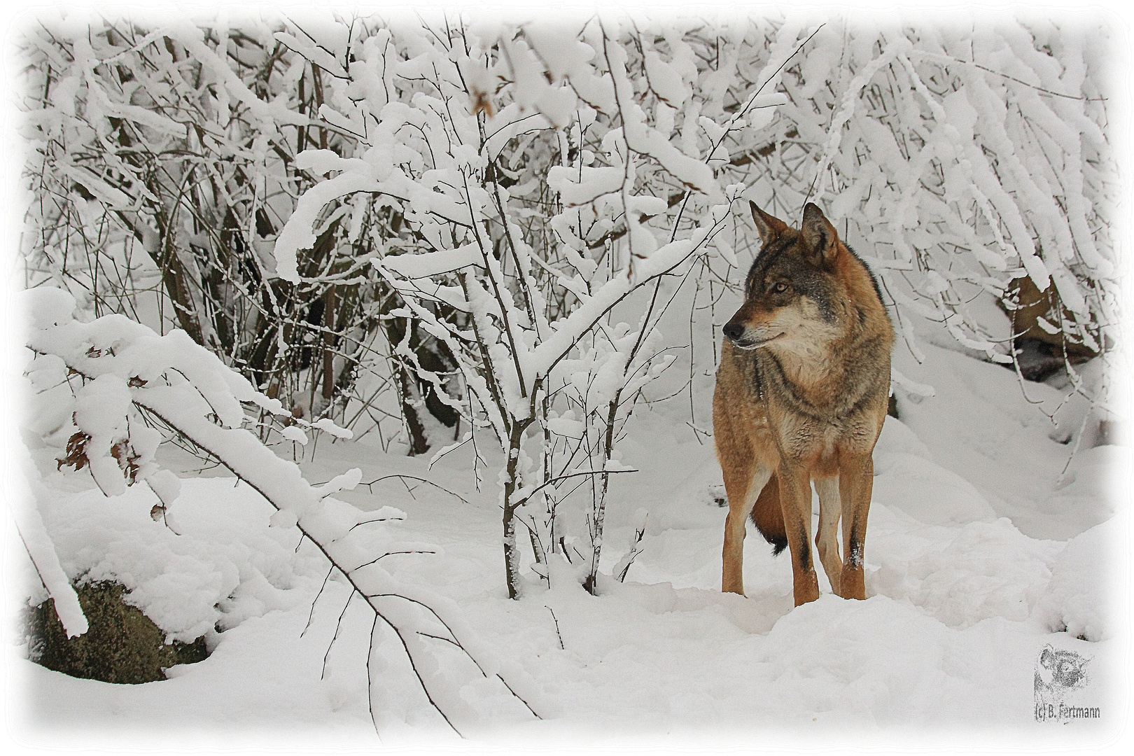 Wolf (Canis lupus)