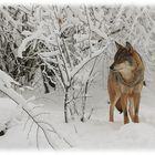 Wolf (Canis lupus)