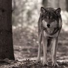 Wolf (Canis lupus)