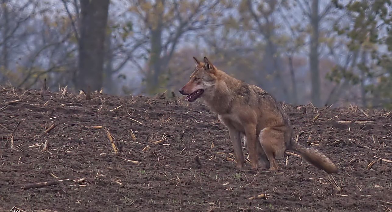 * Wolf  (Canis lupus) *