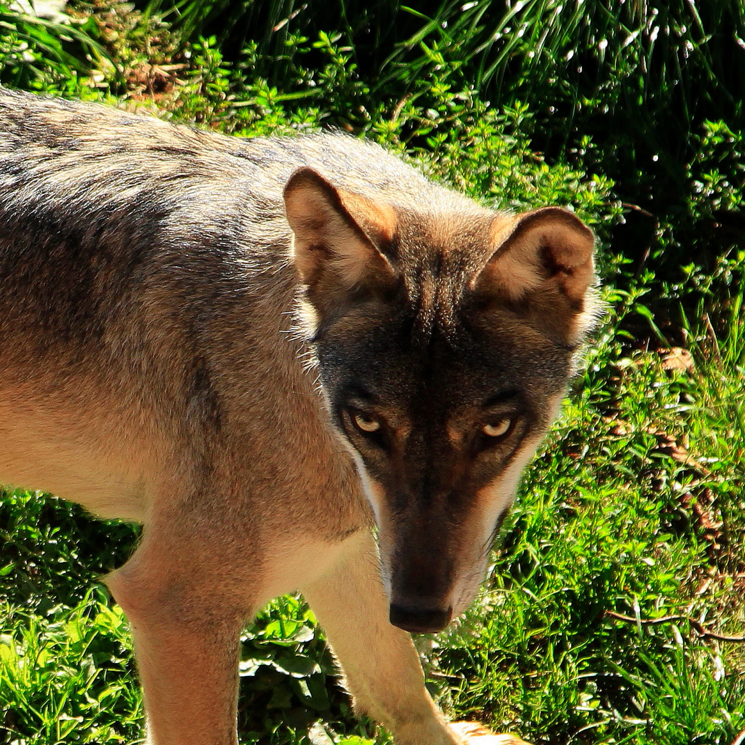 Wolf (Canis lupus)