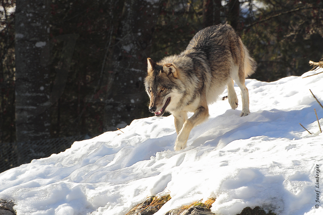  Wolf (Canis lupus) Copyright Josef Limberger captive