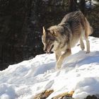  Wolf (Canis lupus) Copyright Josef Limberger captive