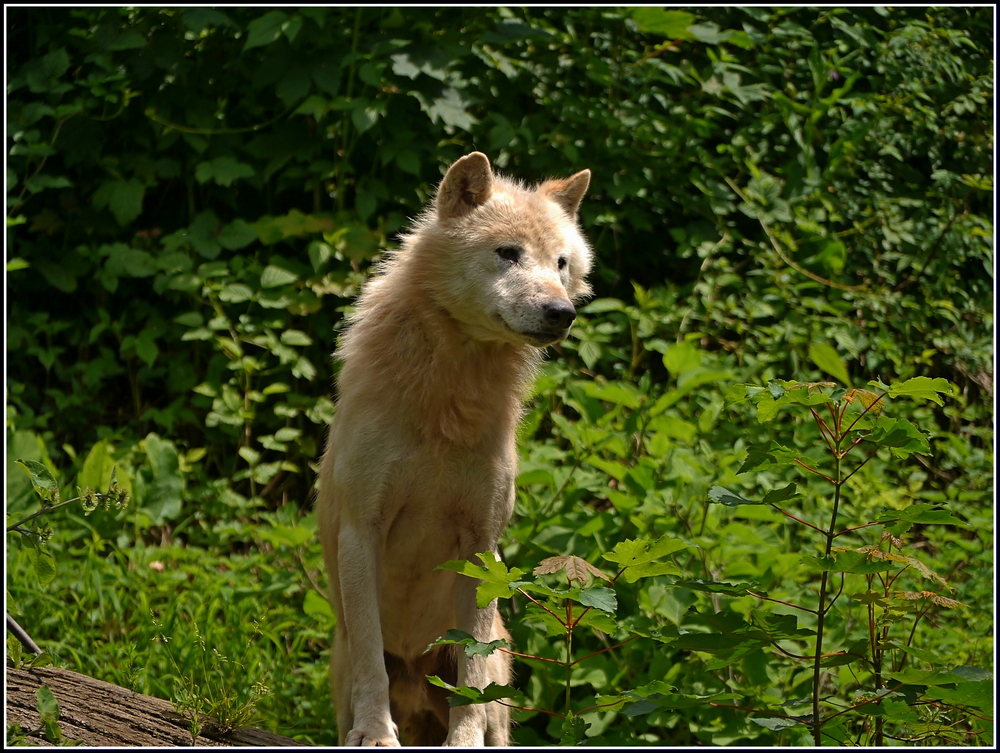 Wolf (Canis lupus)