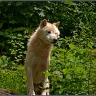 Wolf (Canis lupus)