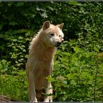 Wolf (Canis lupus)