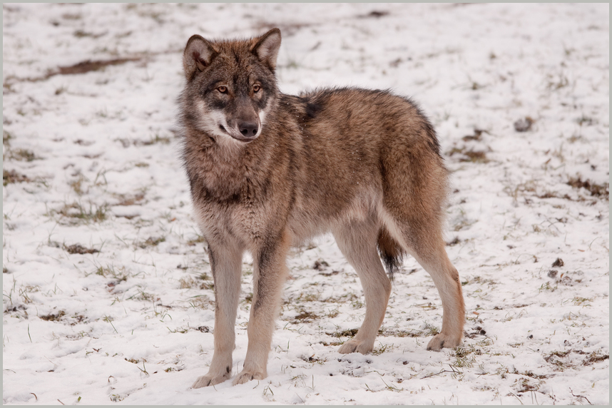 Wolf, Canis Lupus