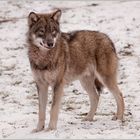 Wolf, Canis Lupus