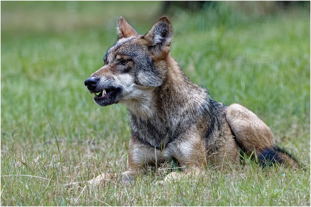 Wolf ( Canis lupus)