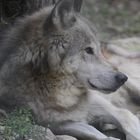 Wolf (Canis lupus), Parc Zoologique & Botanique Muhlhous