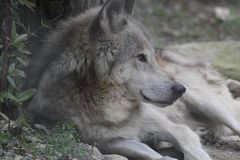 Wolf (Canis lupus), Parc Zoologique & Botanique Muhlhous