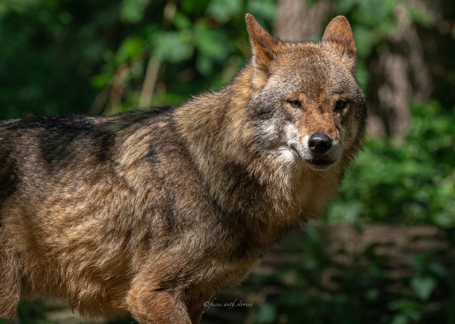 Wolf - Canis lupus - Wolf