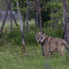 Wolf: Da wohnt Rotkäppchens Grossmutter!