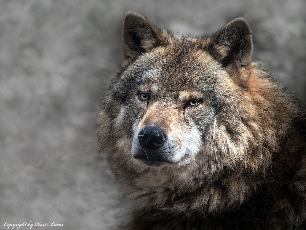 Wolf Foto & Bild | tiere, fotos, natur Bilder auf fotocommunity