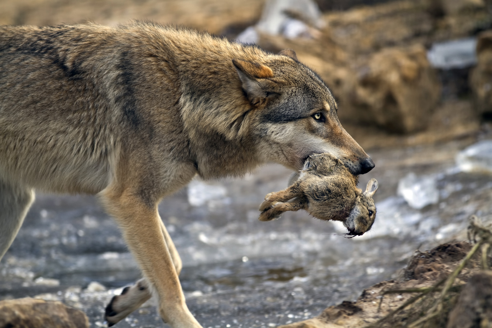 Wolf. Die Natur ist manchmal grausam