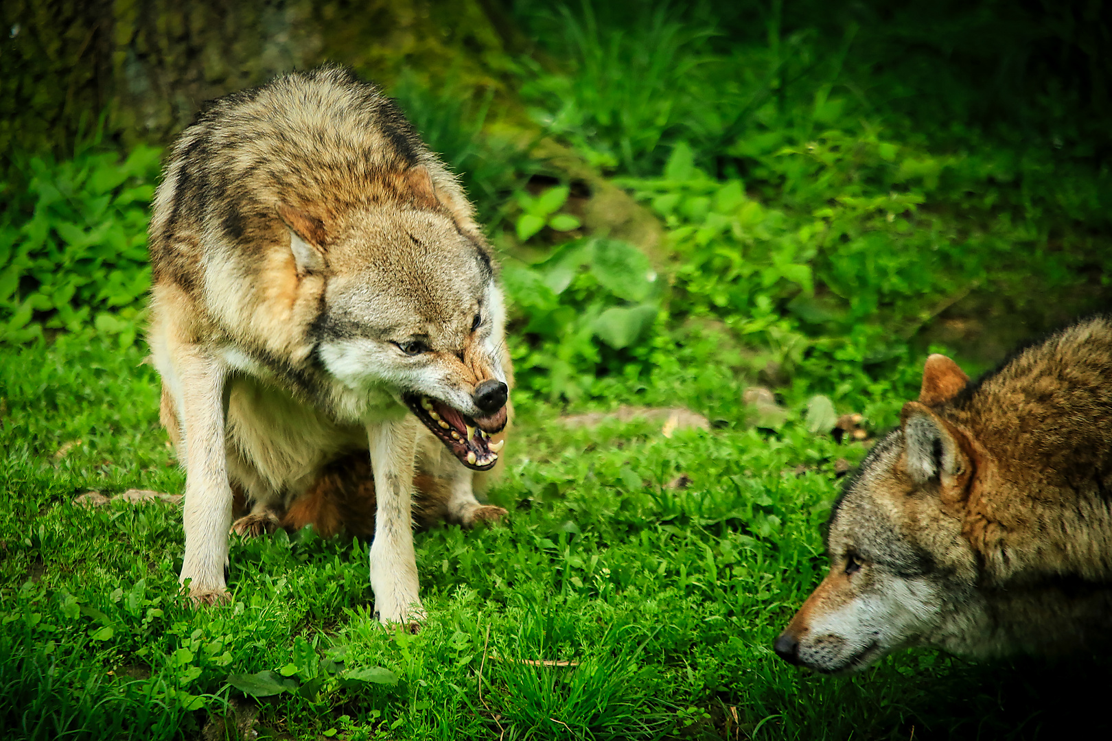 Wolf: Dominanz und Unterordnung...