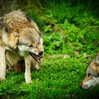 Wolf: Dominanz und Unterordnung...