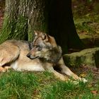 Wolf.     .DSC_3531