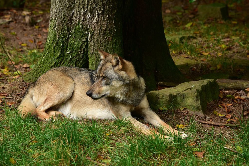 Wolf.     .DSC_3531