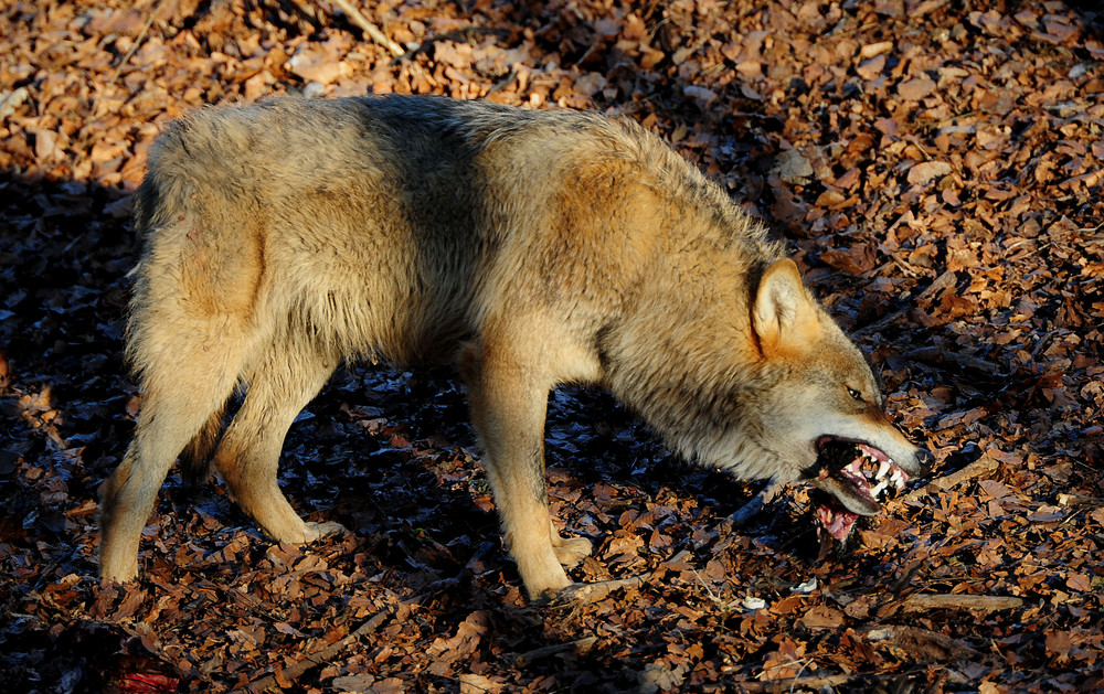 Wolf, Du hast das Huhn gestohlen...