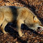 Wolf, Du hast das Huhn gestohlen...