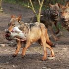 Wolf Du hast die Gans gestohlen