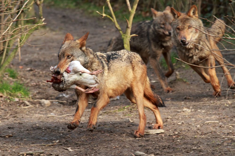 Wolf Du hast die Gans gestohlen