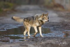 Wolf durchquert eine Pfütze