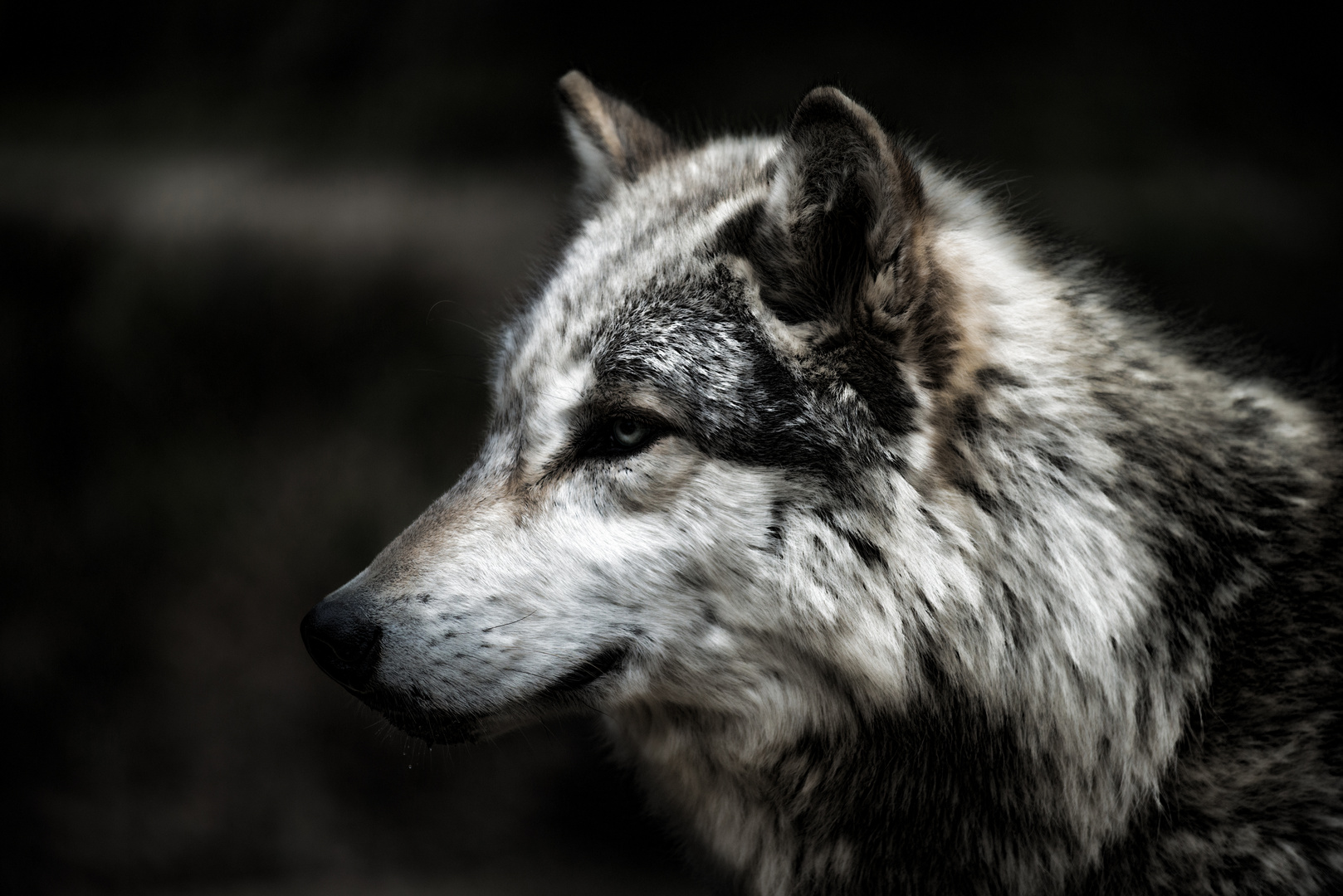 wolf.