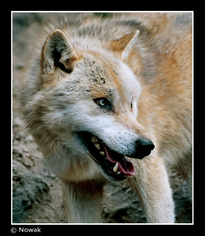 »Wolf«