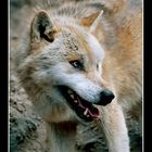 »Wolf«