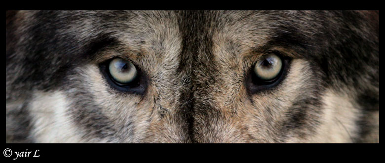 WOLF EYES photo & image | animals, zoos, parks ...