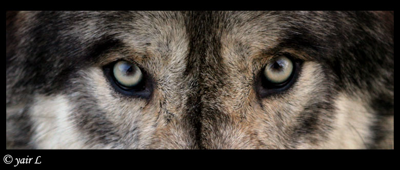 WOLF EYES