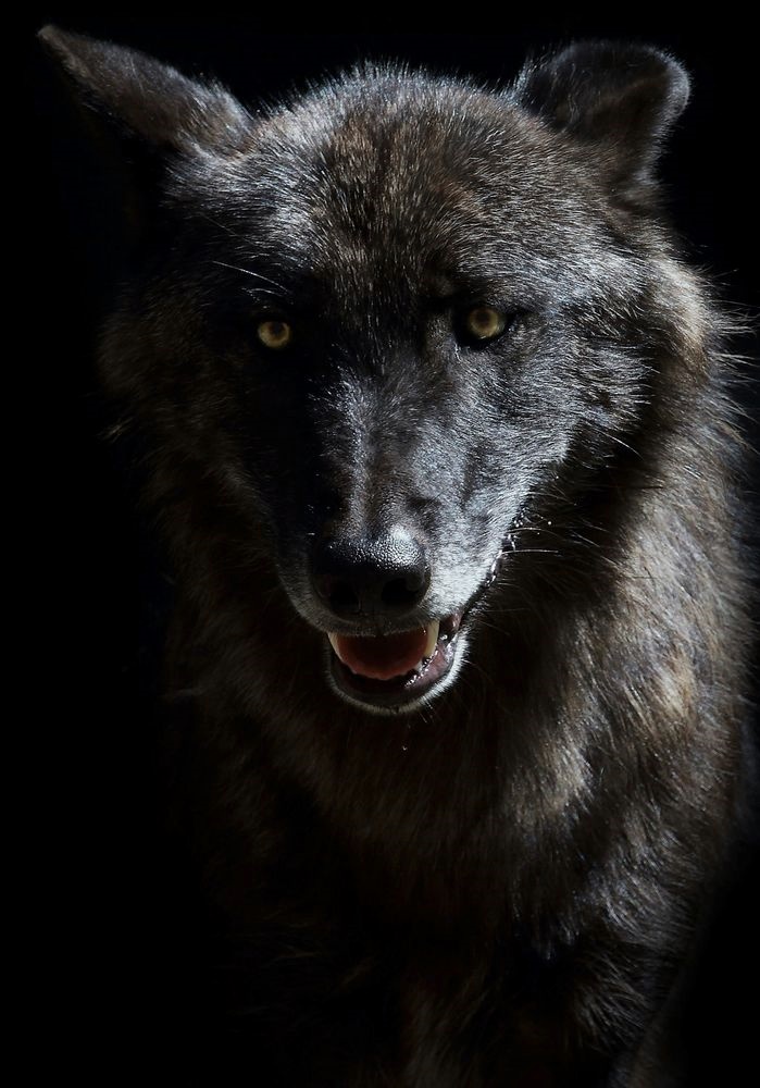 WOLF