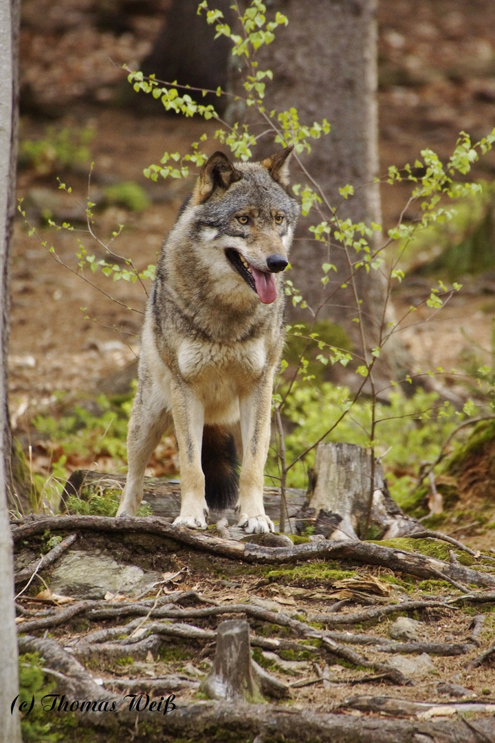 Wolf Falkenstein