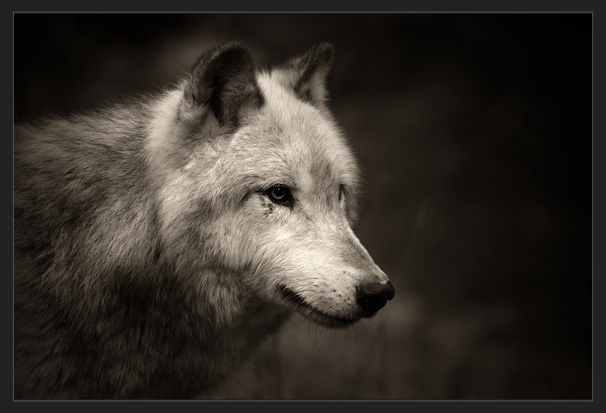 ** Wolf **