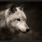 ** Wolf **