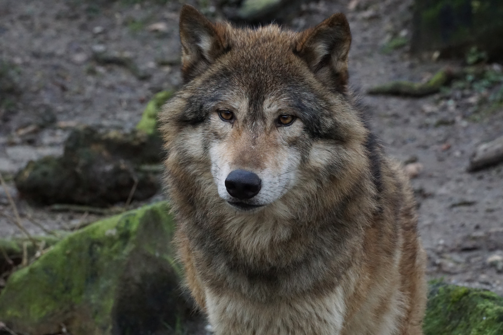 Wolf Foto &amp; Bild hund, natur, wolf Bilder auf