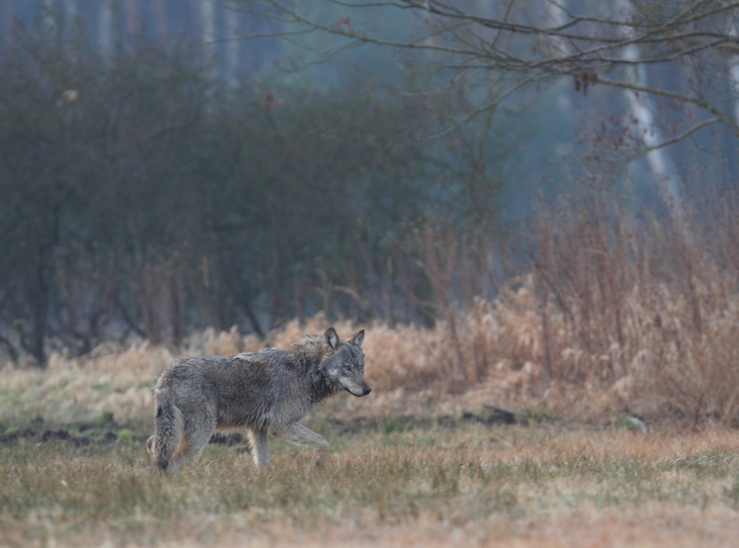 Wolf Februar  16