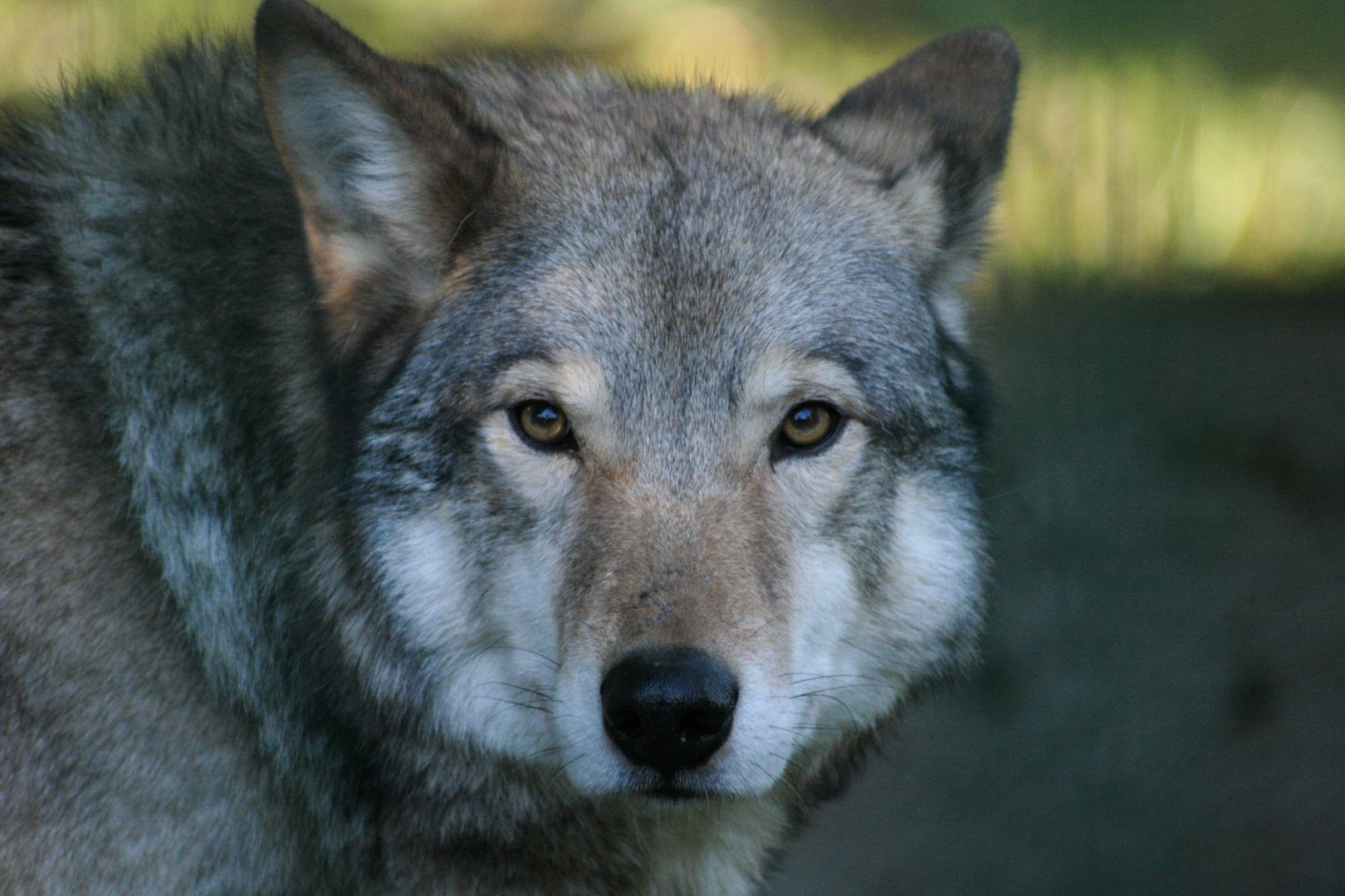 wolf Foto & Bild | tiere, zoo, wildpark & falknerei, säugetiere Bilder