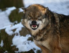 Wolf fletscht die Zähne