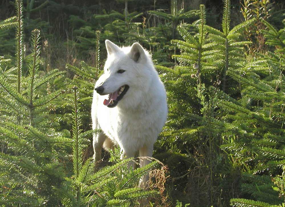 Wolf Flocke: ich glaub, ich steh im Wald...